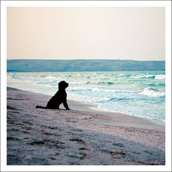 snozzle-ah-the-sea-air-grusskarte-tier-trauer image 1