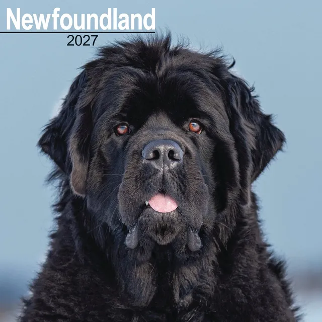otter-house-newfoundland-wandkalender-2027-hunde image 1