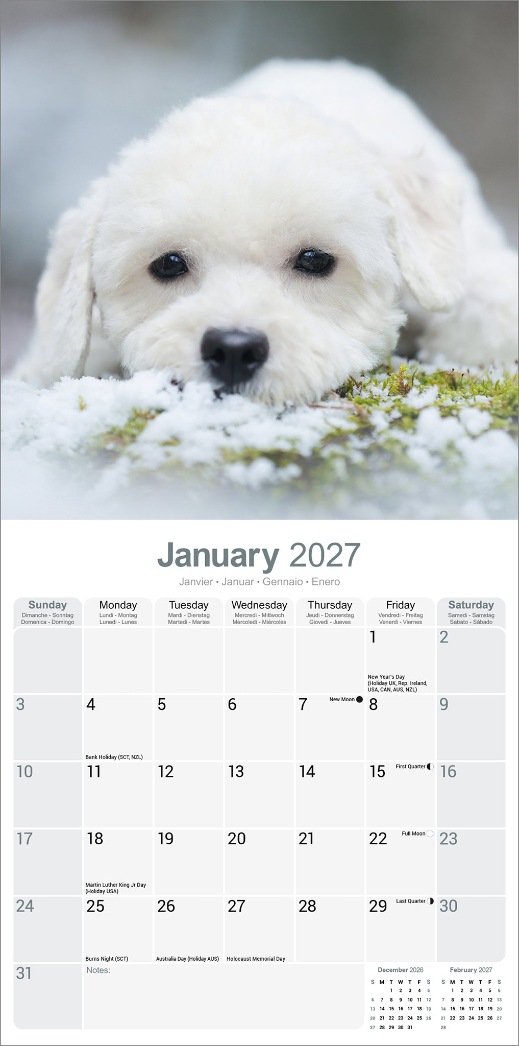 otter-house-bichon-frise-wandkalender-2027-hunde image 3