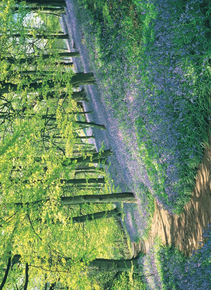 otter-house-beautiful-blanks-gru-karte-bluebell-wood-wald image 1