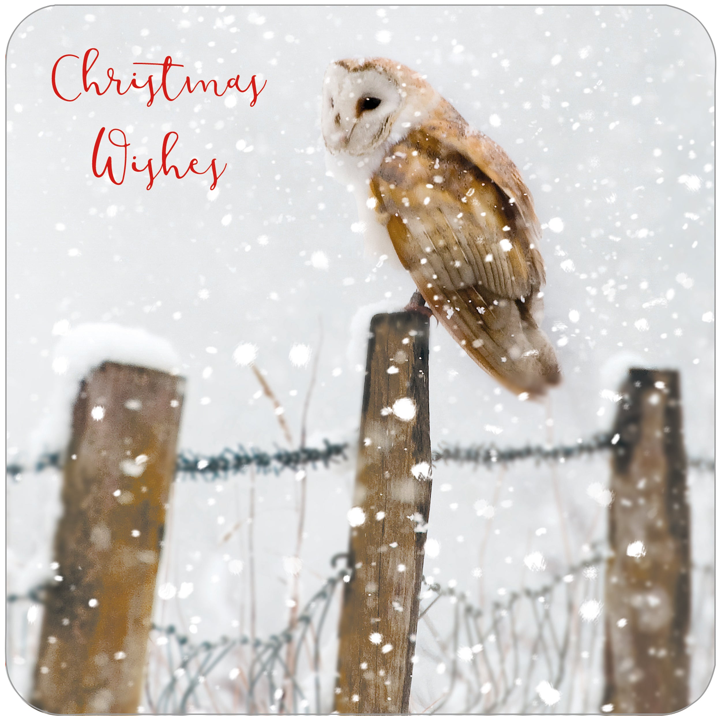 otter-house-rspb-watching-waiting-weihnachtskarten-10er-v-gel image 1