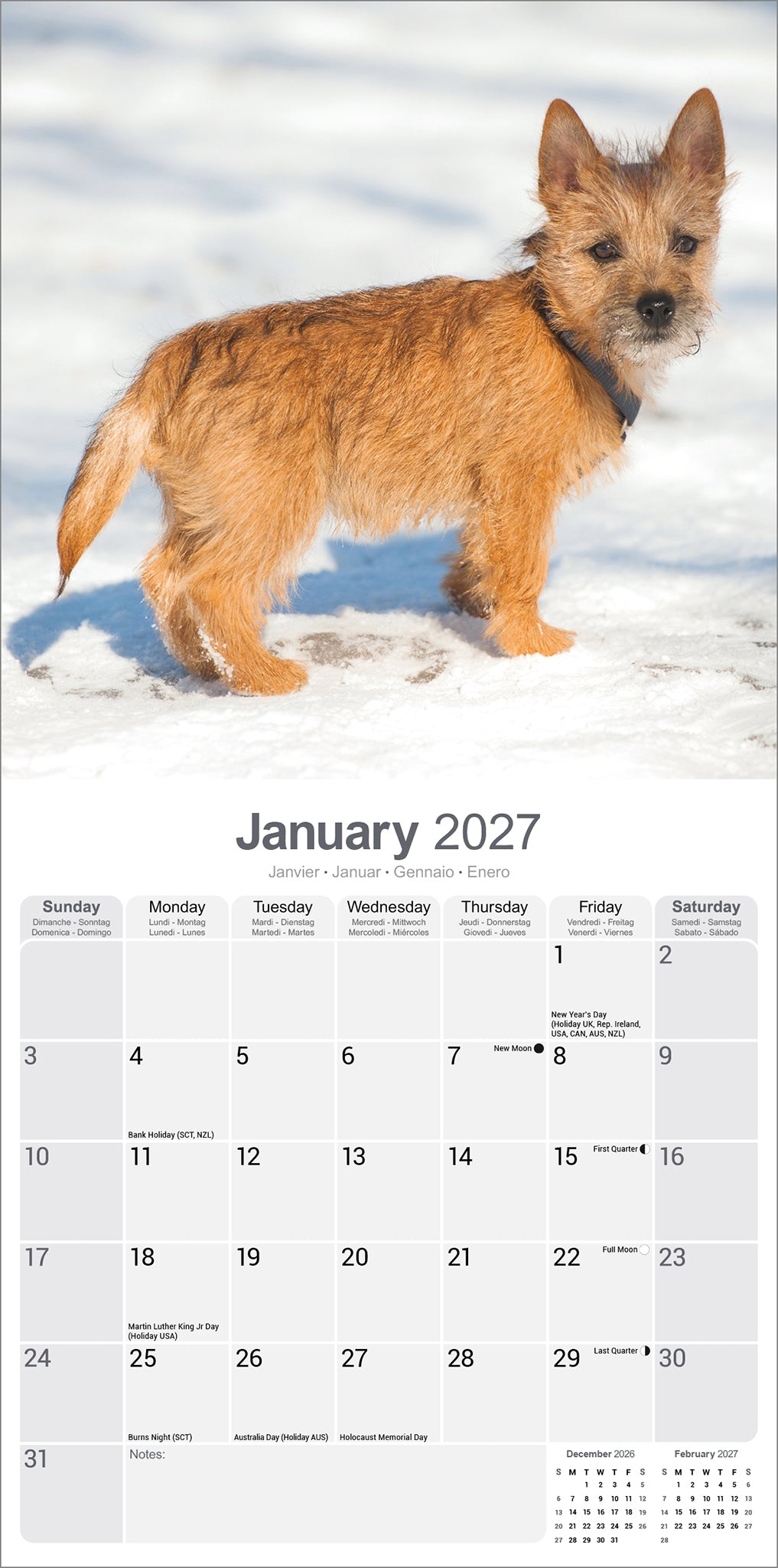 otter-house-cairn-terrier-wandkalender-2027-hunde image 3