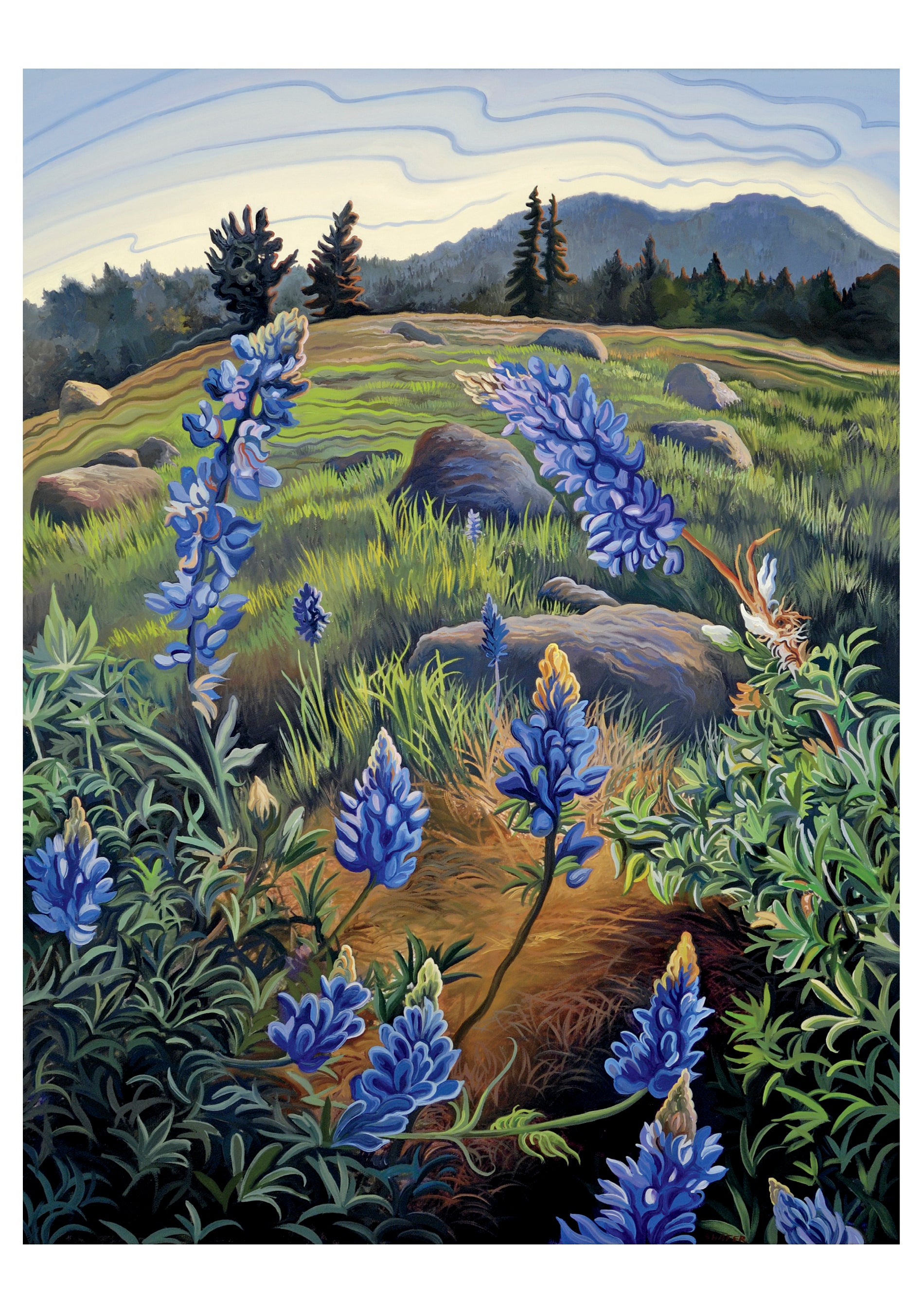 pomegranate-birthday-cards-phyllis-shafer-hope-s-lupine-karte image 1