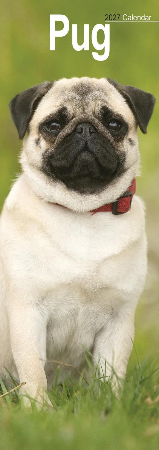 otter-house-pug-slim-calendar-2027-wandkalender-mops image 1