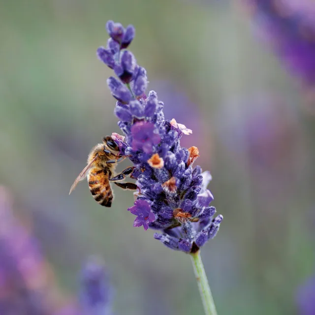 otter-house-alex-sharp-lavender-bee-grusskarte-170x170 image 1