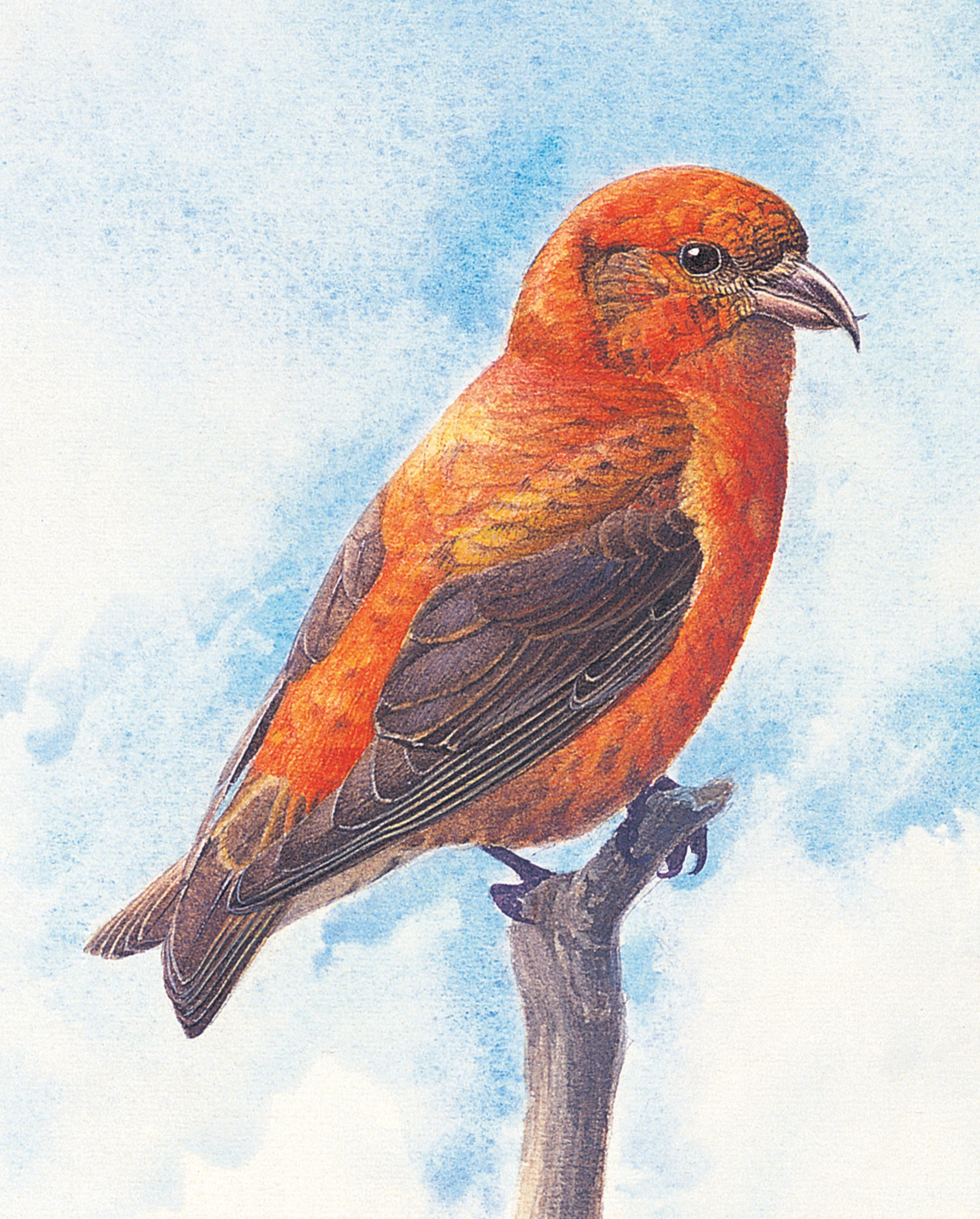 pomegranate-red-crossbill-lesezeichen-lansdowne-vogel image 2