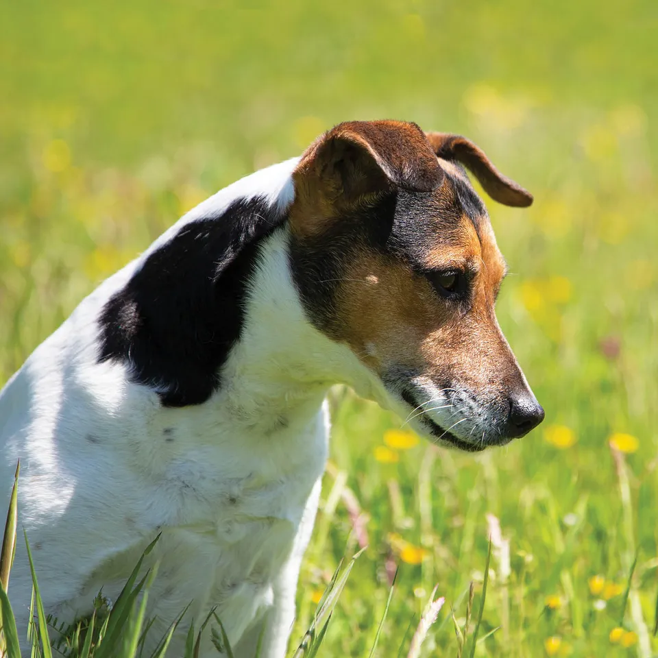 otter-house-alex-sharp-dogs-jack-russell-gru-karte-hund image 1