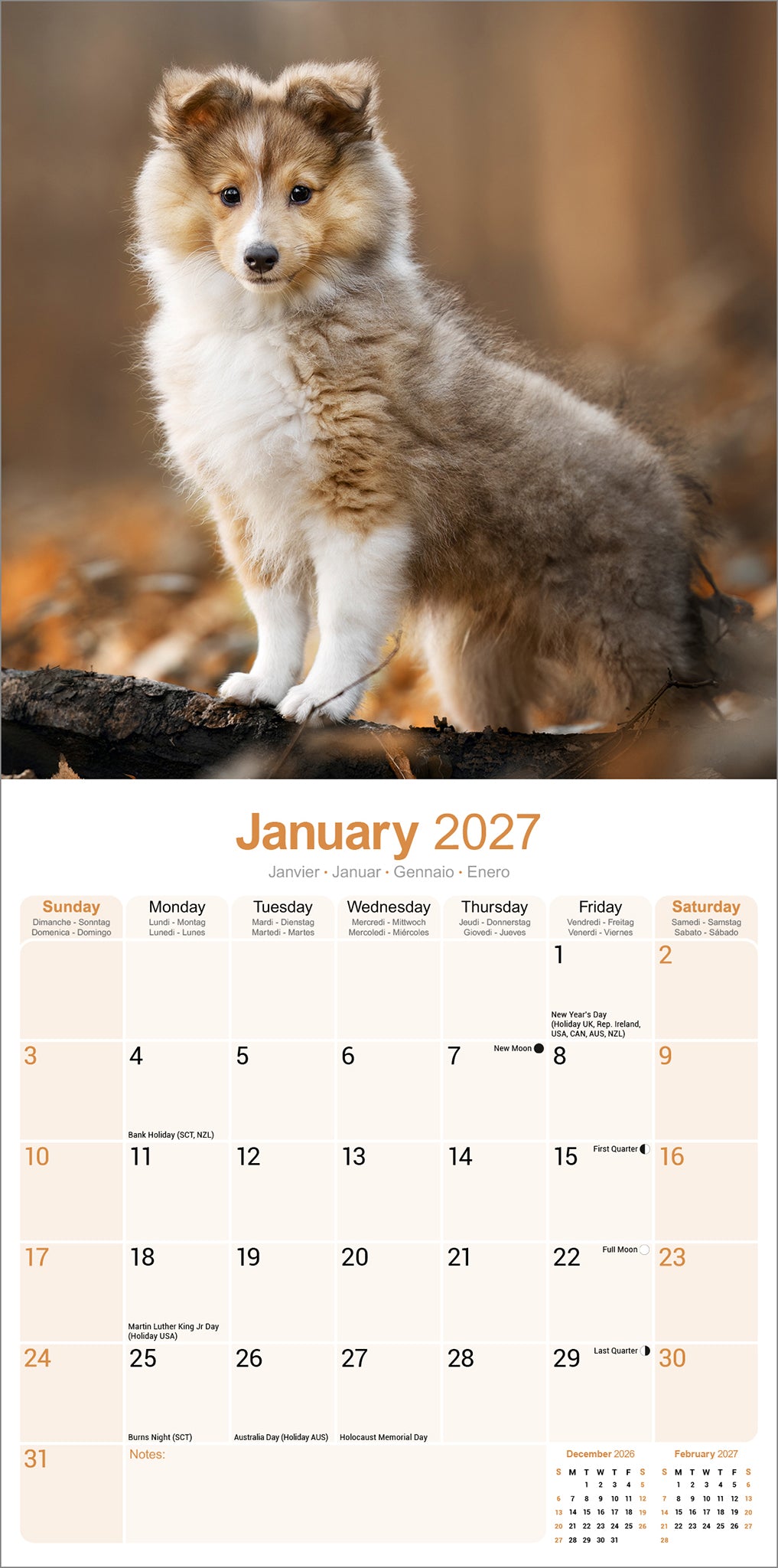 otter-house-shetland-sheepdog-wandkalender-2027-hunde image 3