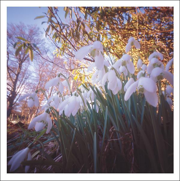 otter-house-snozzle-grusskarte-snowdrops-trauer-schneegl-ckchen image 1