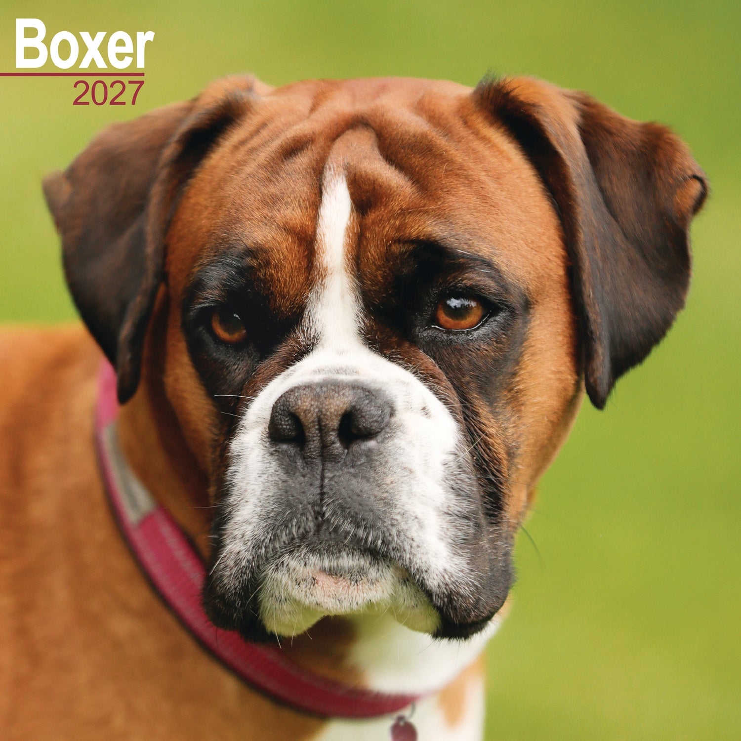 otter-house-boxer-wandkalender-2027-hundekalender image 1