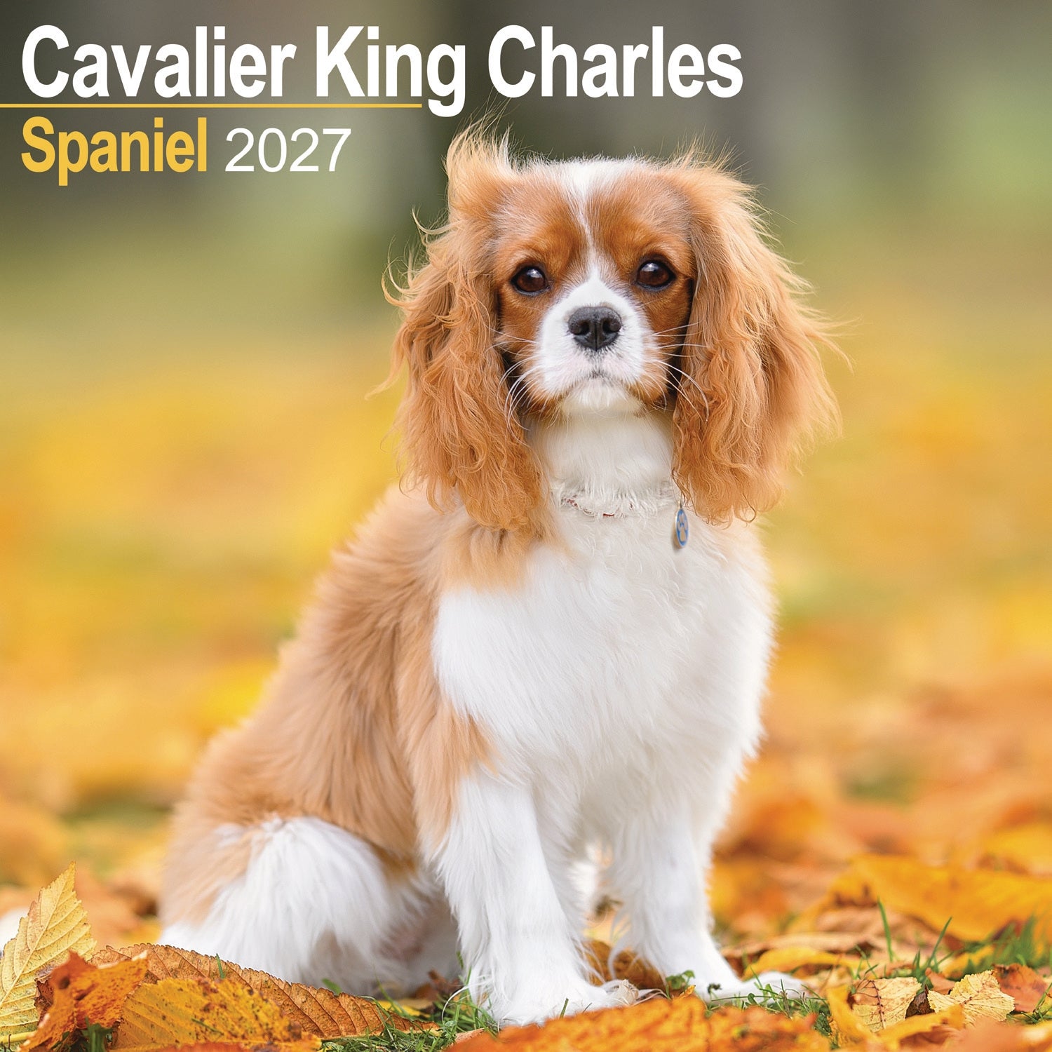 otter-house-cavalier-king-charles-wandkalender-2027-hunde image 1
