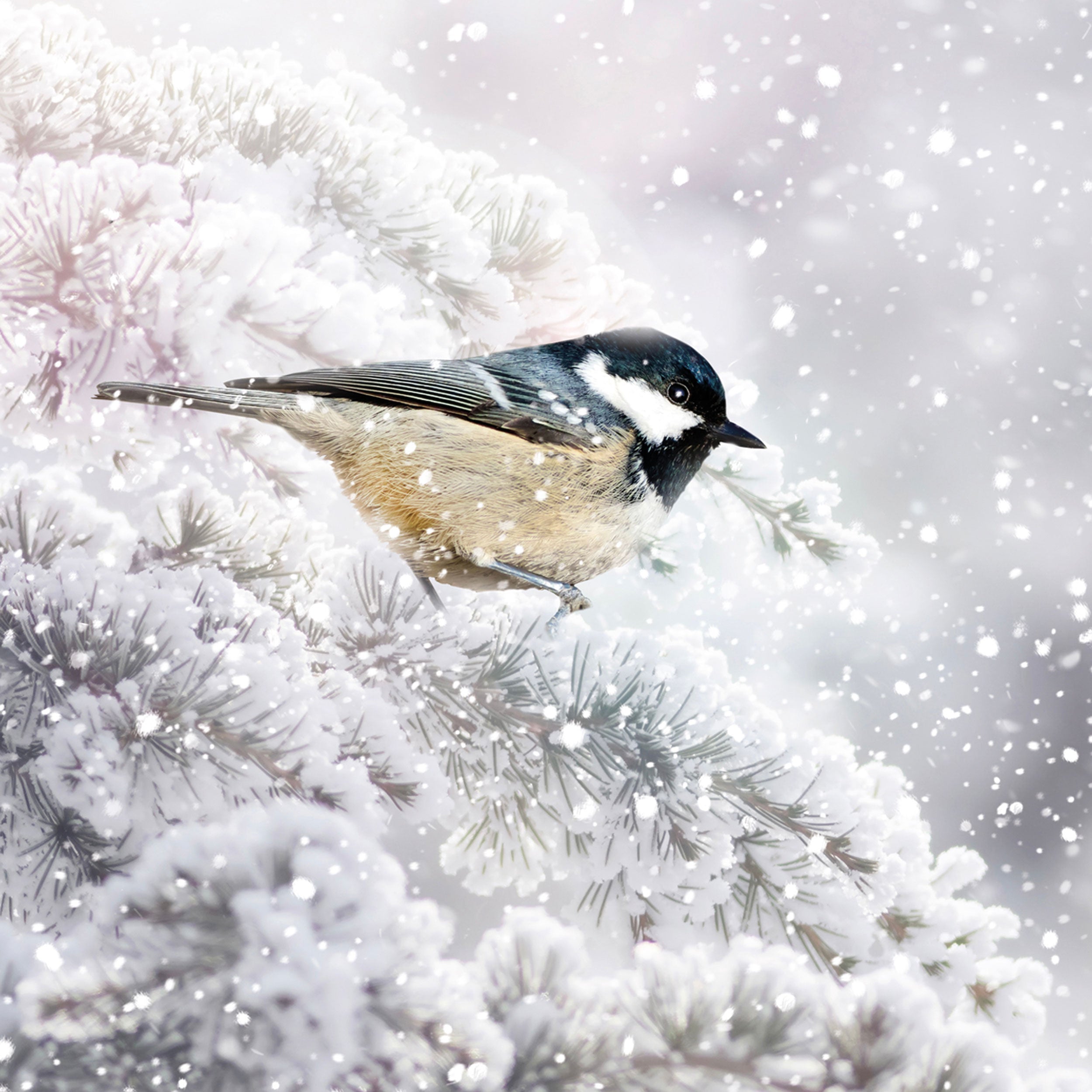 otter-house-christmas-winter-birds-weihnachtskarten-sortiert-set image 4