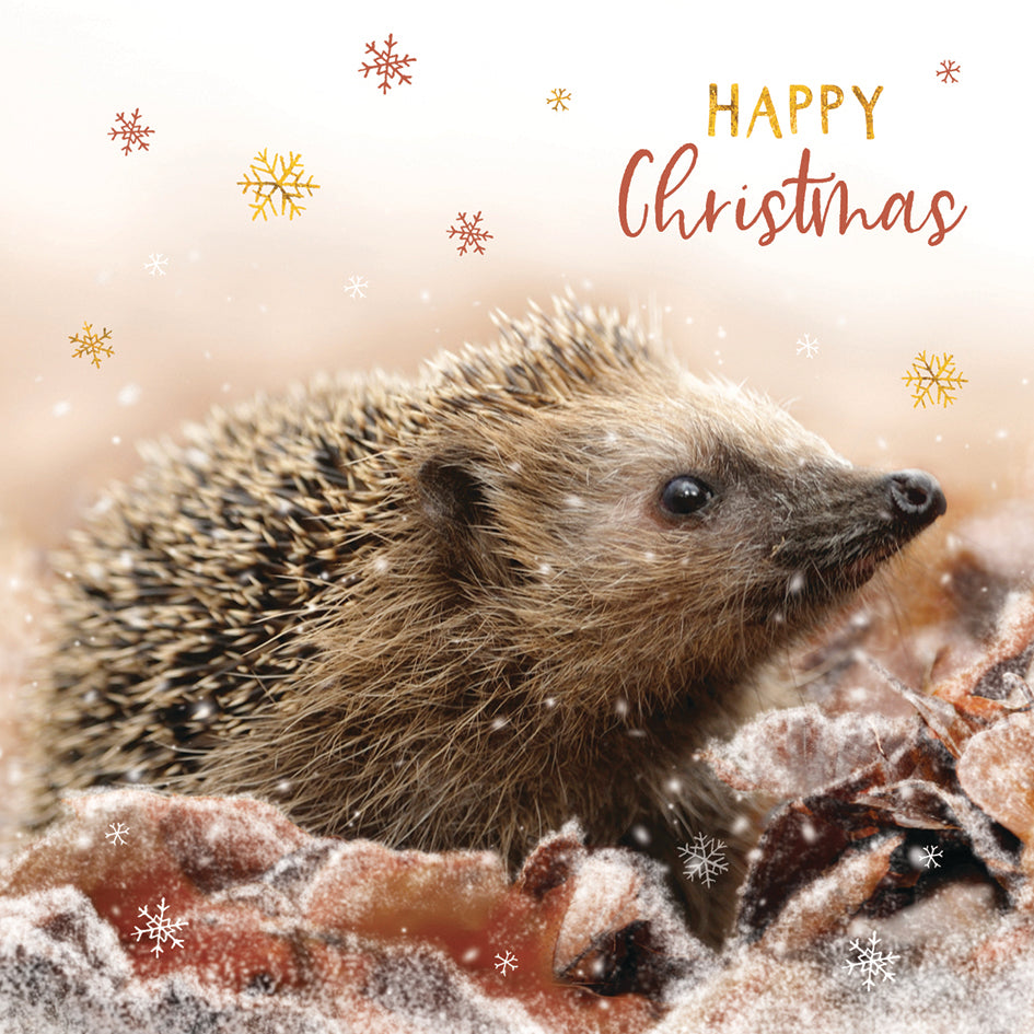 otter-house-christmas-weihnachtskarten-igel-10er-pack image 1