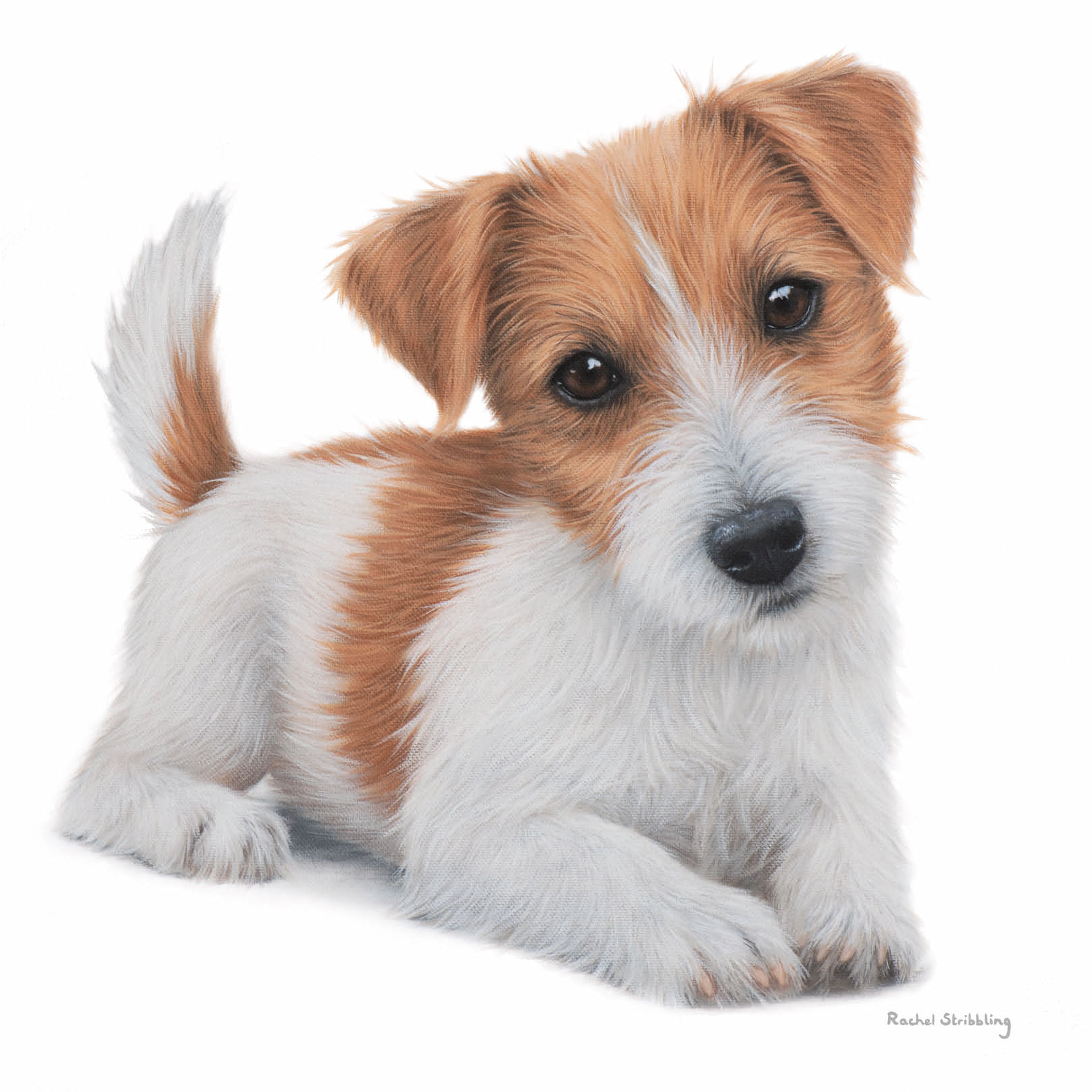 otter-house-greetings-cards-gru-karte-jack-russell-hundemotiv image 1