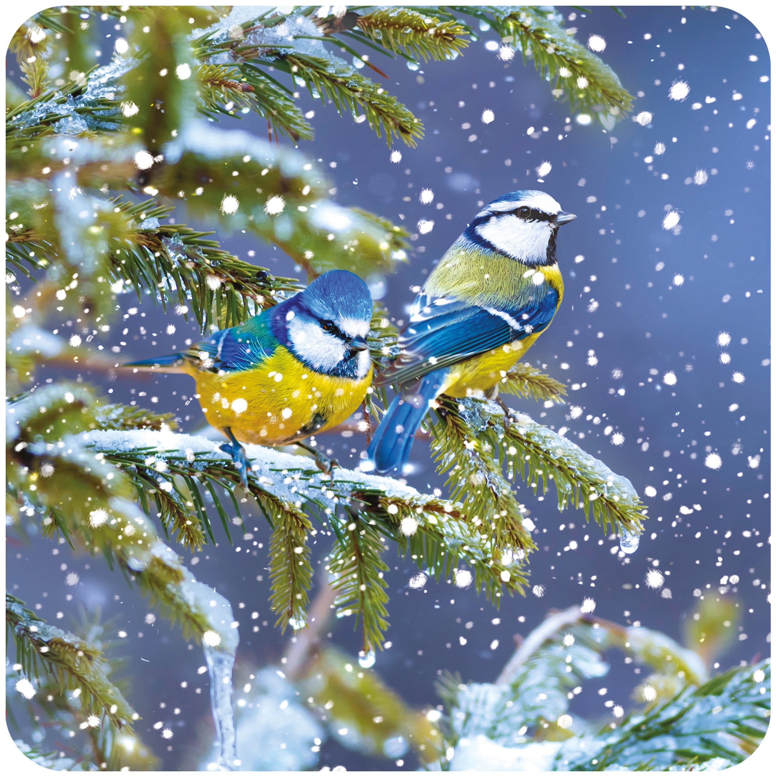 otter-house-christmas-rspb-snowy-spruce-weihnachtskarten-10er-pack image 2