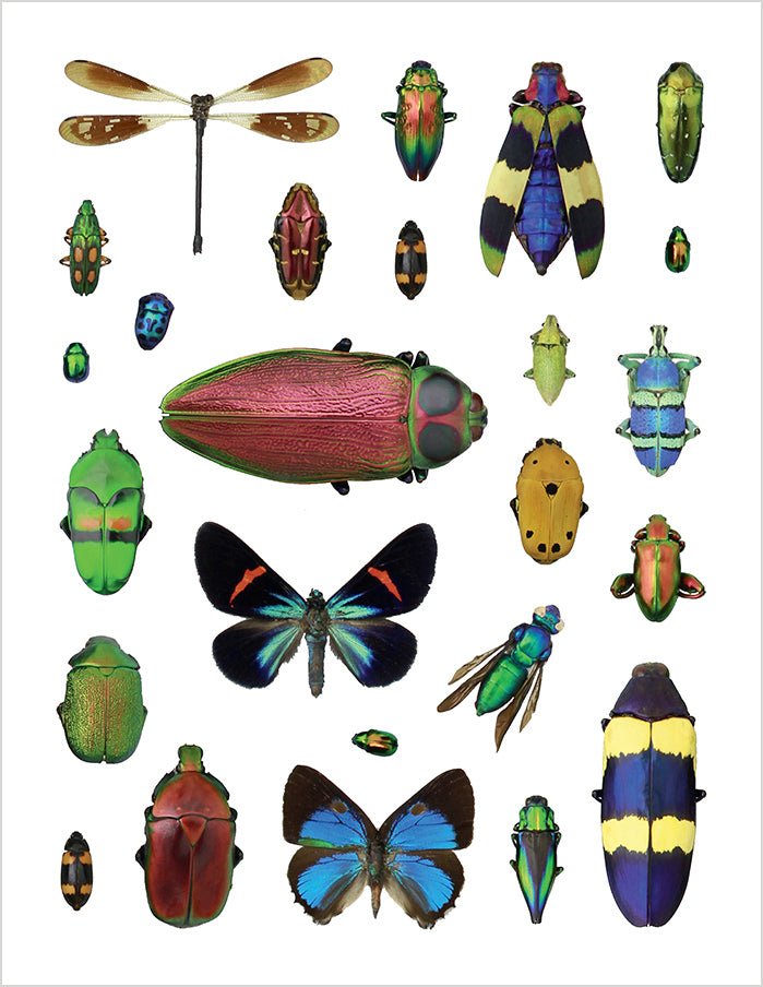 pomegranate-incredible-insects-stickerbuch-insekten-christopher-marley image 3