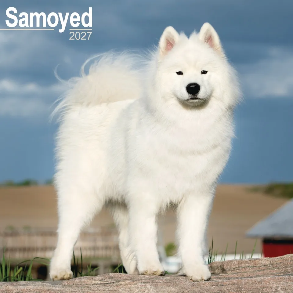 otter-house-samoyed-wandkalender-2027-hunde-motiv image 1