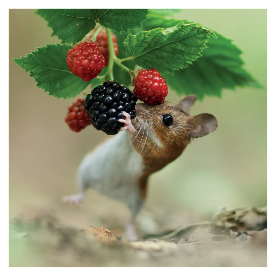 otter-house-woodmouse-and-berries-gru-karte-tierfoto image 1