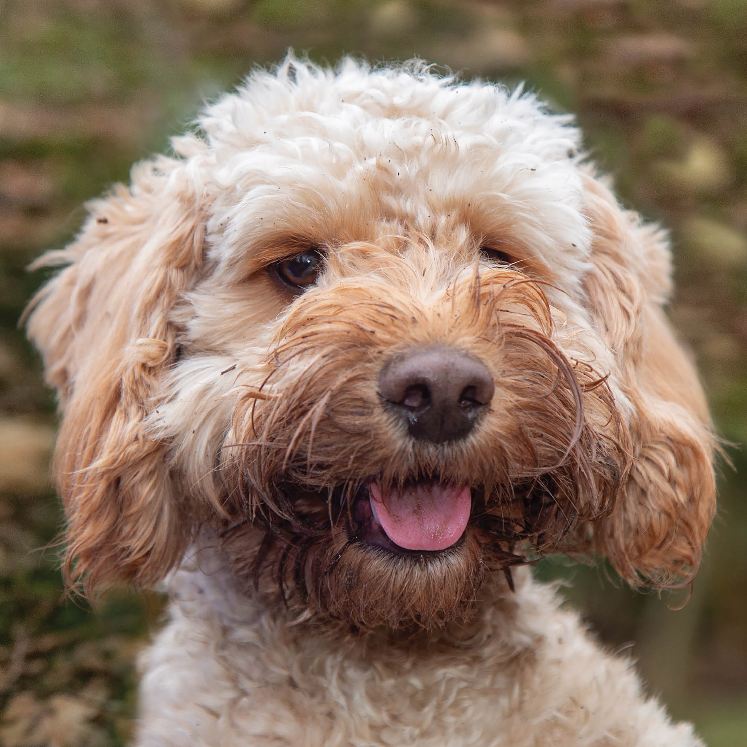 otter-house-greetings-cards-alex-sharp-dogs-cockapoo-karte image 1