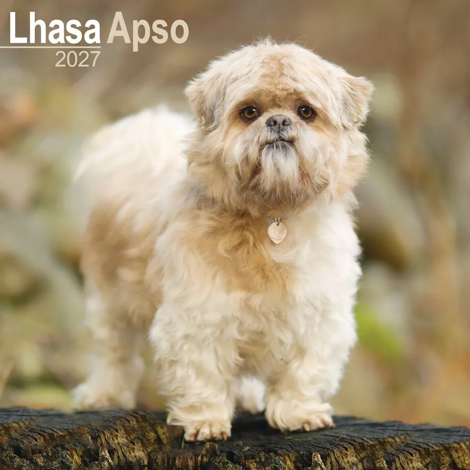 otter-house-lhasa-apso-wandkalender-2027-hunde image 1