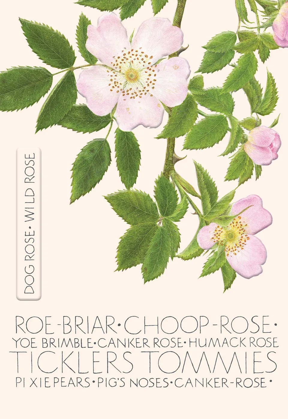 otter-house-wild-rose-grusskarte-hunderose-blanko image 1