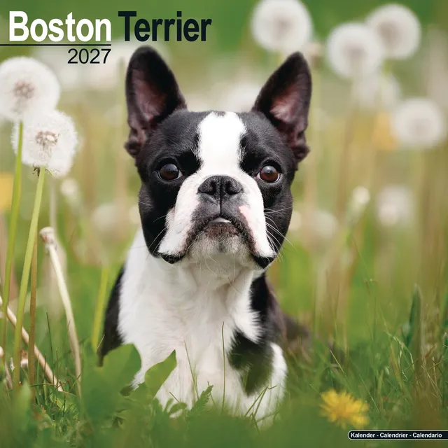 otter-house-boston-terrier-wandkalender-2027-hunde image 1