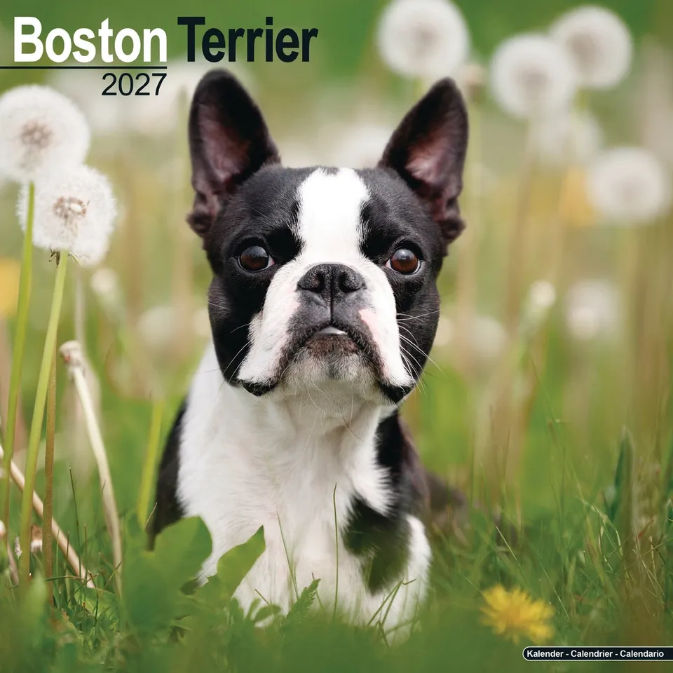 otter-house-boston-terrier-wandkalender-2027-hunde image 1