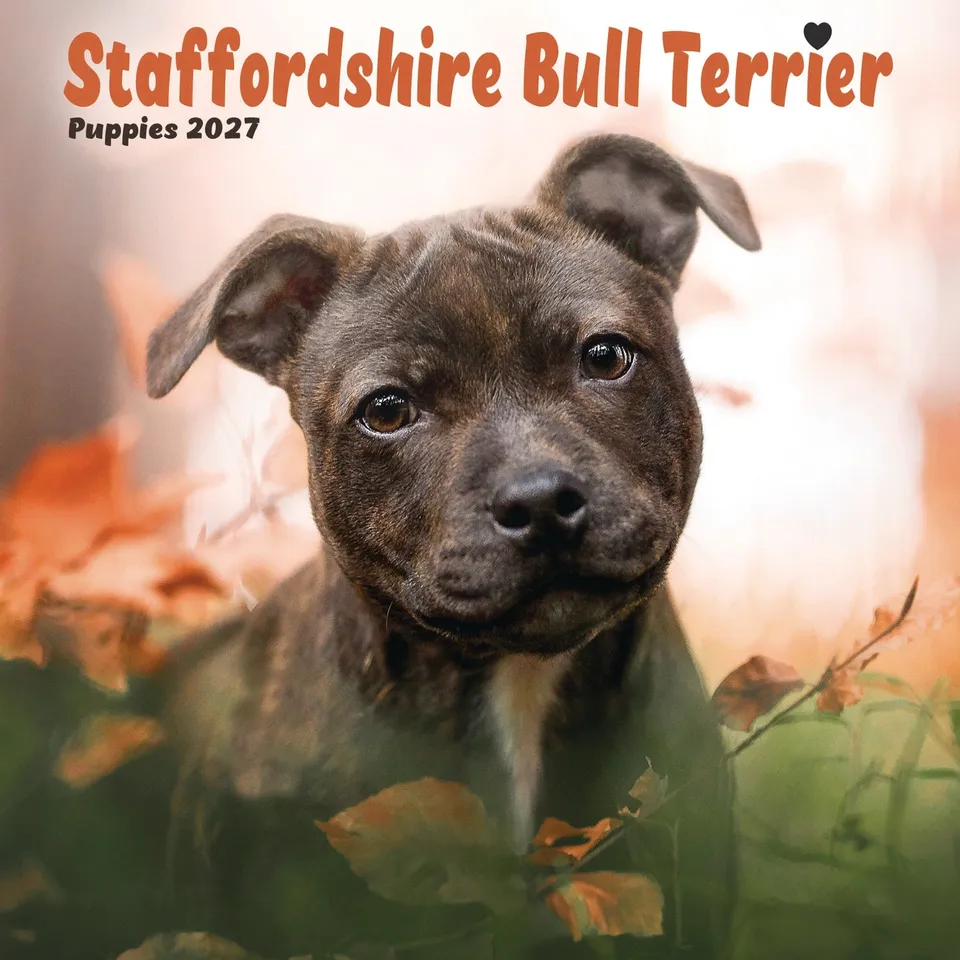 otter-house-staff-bull-terrier-mini-wandkalender-2027-hunde image 1