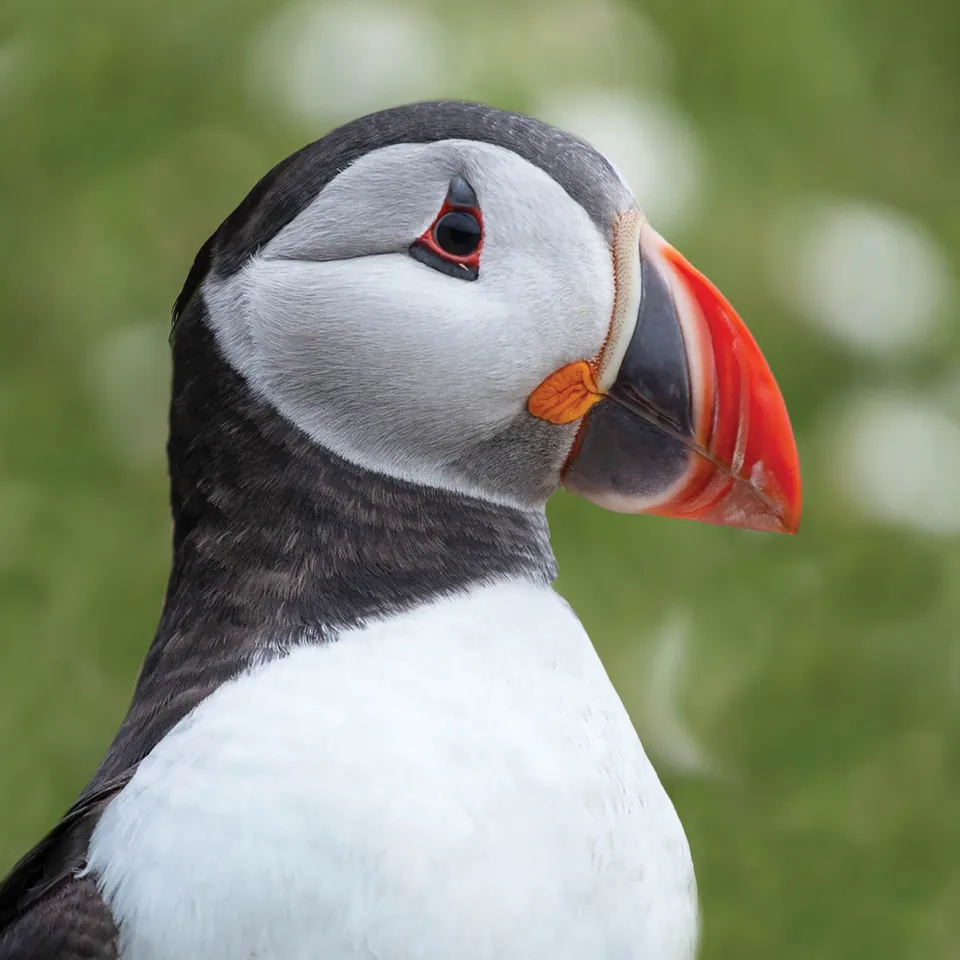 otter-house-alex-sharp-puffin-grusskarte-papageitaucher image 1