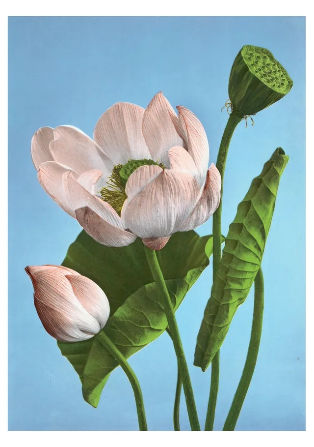 pomegranate-blank-notecards-kazumasa-ogawa-lotuses-klappkarte-blanko image 1