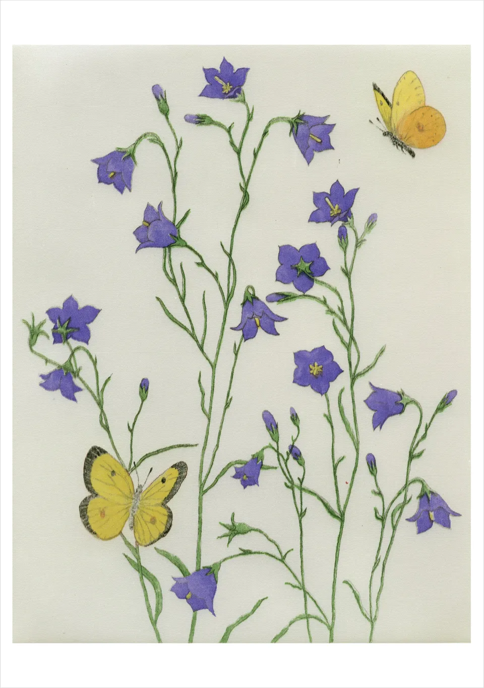 pomegranate-birthday-cards-maurice-r-bebb-harebells-geburtstagskarte image 1