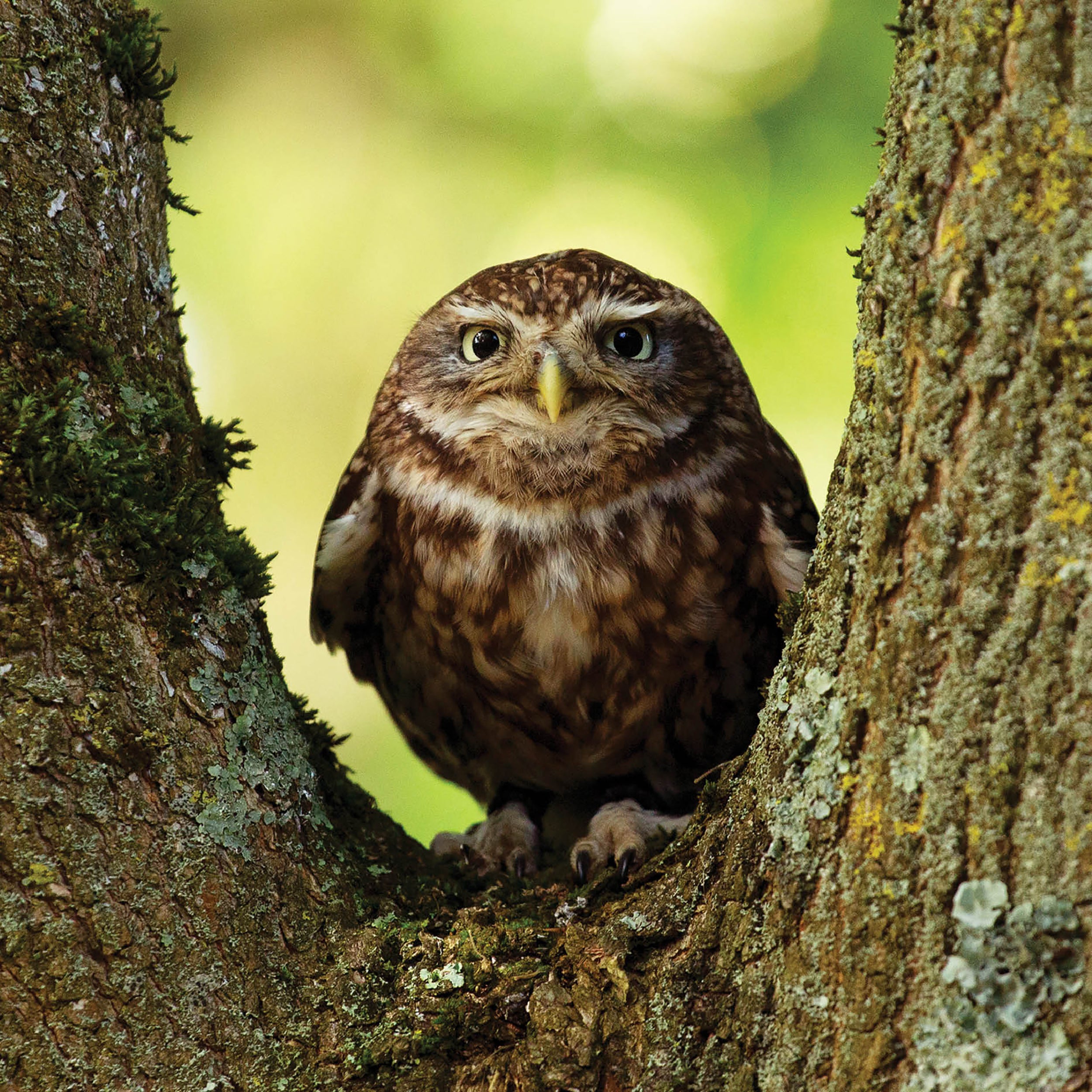 otter-house-alex-sharp-little-owl-grusskarte-steinkauz-wildlife image 1