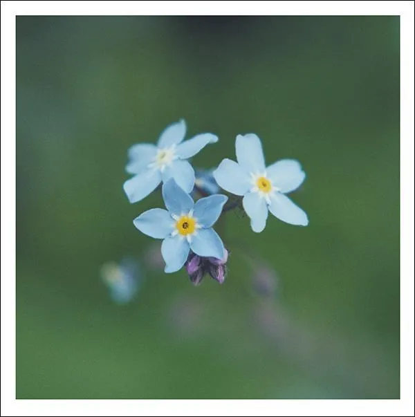 otter-house-snozzle-forget-me-nots-trauerkarte-vergissmeinnicht image 1