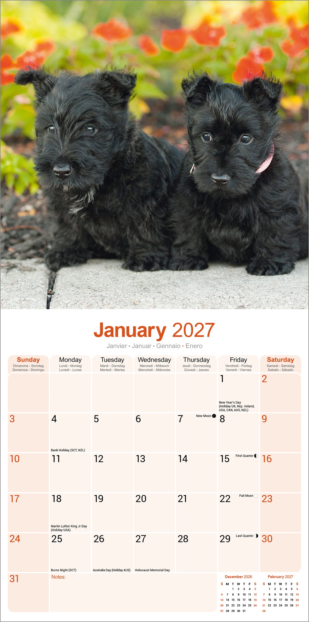 otter-house-scottish-terrier-wandkalender-2027-hunde image 3