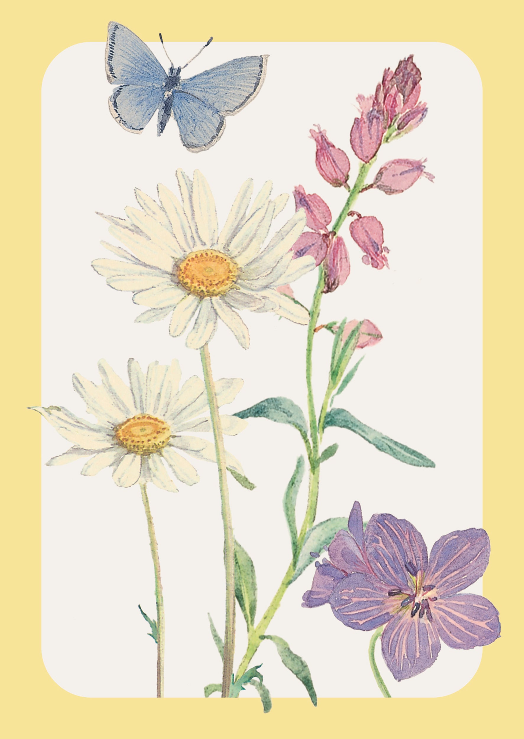 otter-house-edith-holden-notecards-12er-daisy-milkwort-a6 image 2