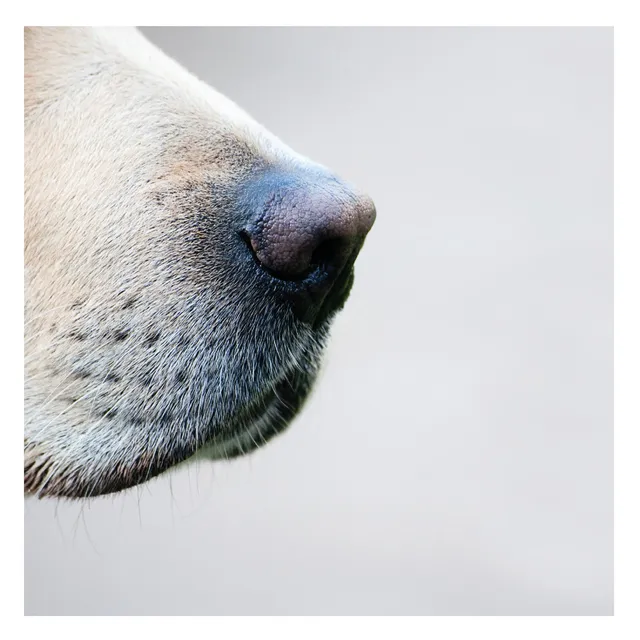 otter-house-snozzle-perfect-sense-trauerkarte-tier-splimple image 1
