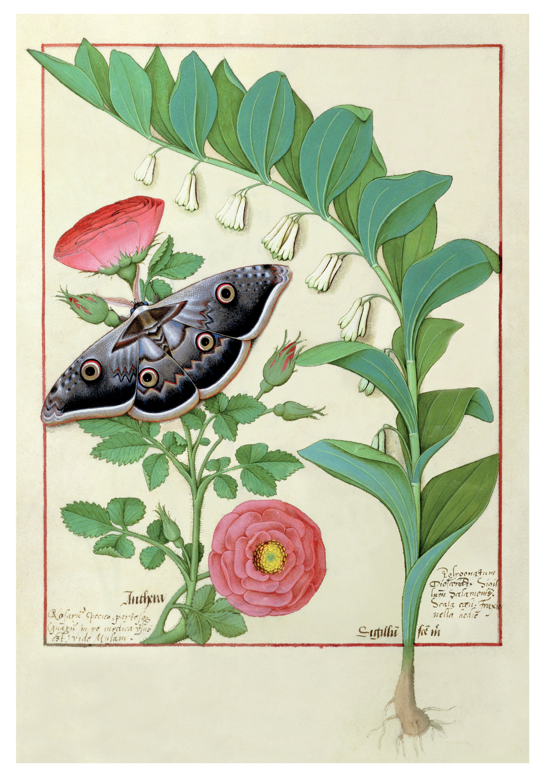 pomegranate-blank-notecards-robinet-testard-rose-klappkarte-einzeln image 1