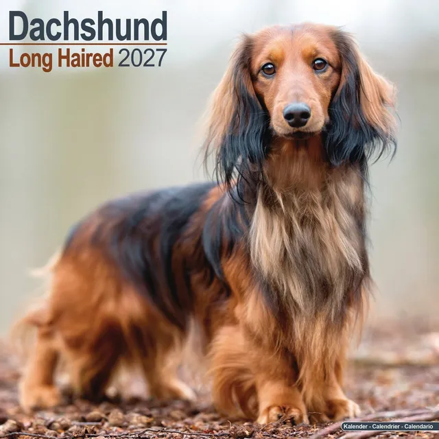 otter-house-dachshund-langhaar-wandkalender-2027-hunde image 1