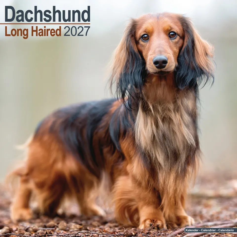 otter-house-dachshund-langhaar-wandkalender-2027-hunde image 1