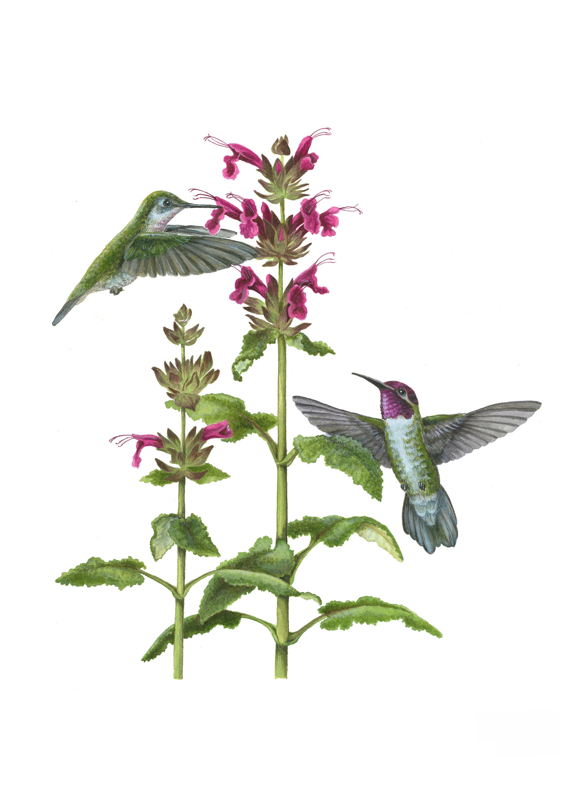 pomegranate-erin-hunter-pollinators-gru-karten-set-20-st-ck image 2