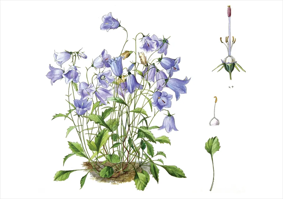 pomegranate-lilian-snelling-campanula-klappkarte-blanko-einzeln image 1