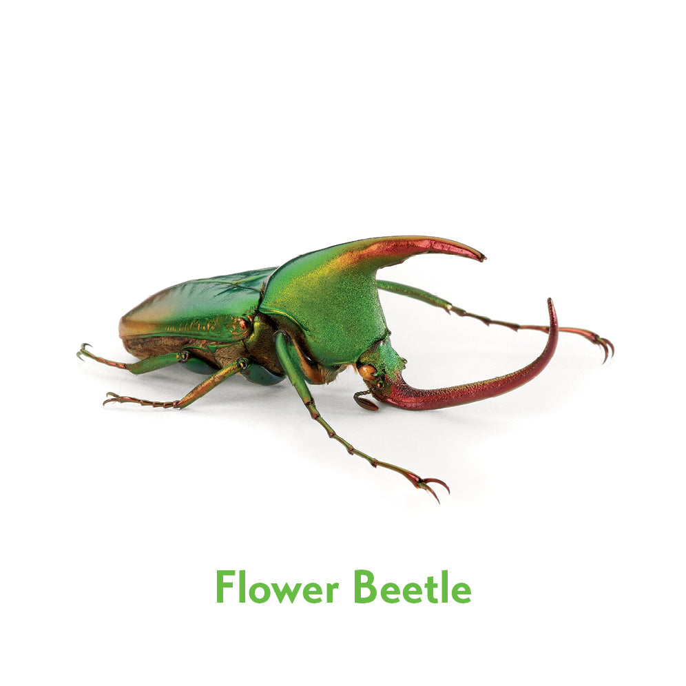 pomegranate-marley-incredible-insects-memory-spiel-insekten image 3