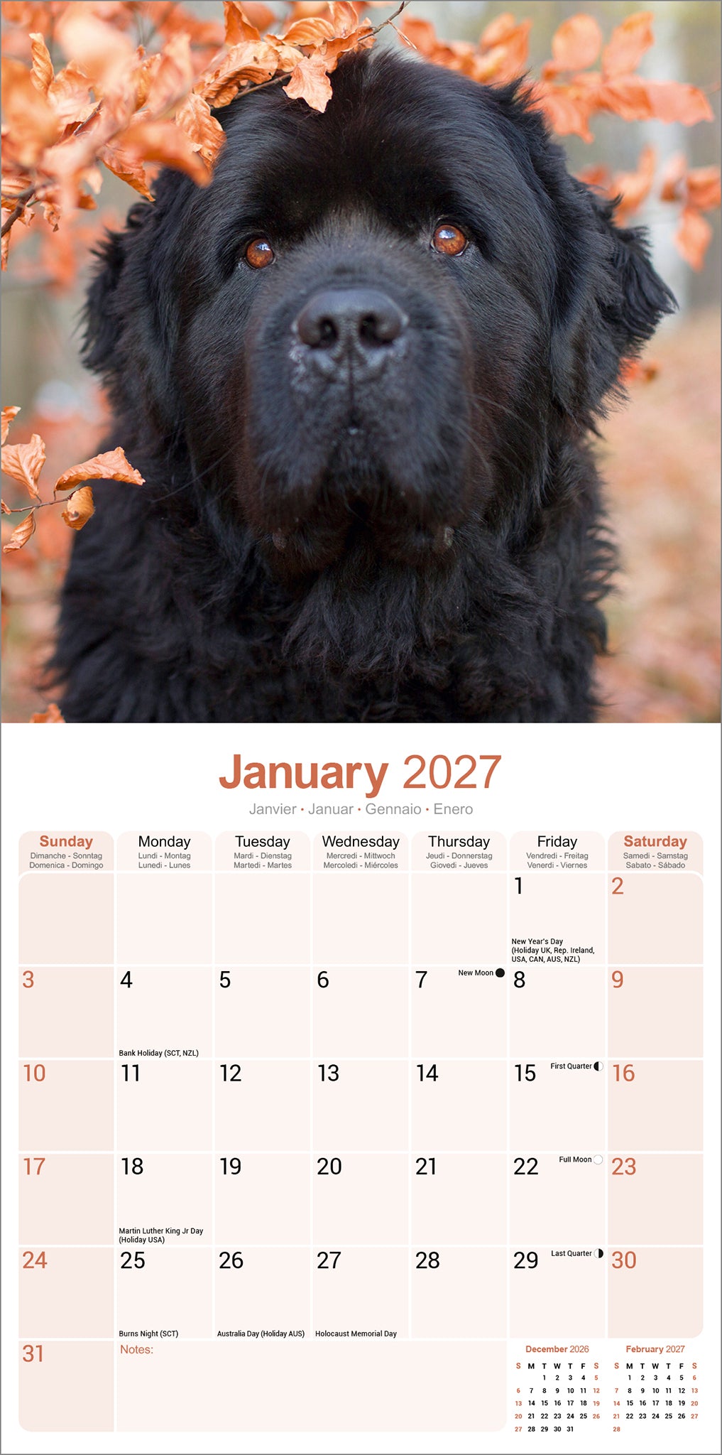 otter-house-newfoundland-wandkalender-2027-hunde image 3