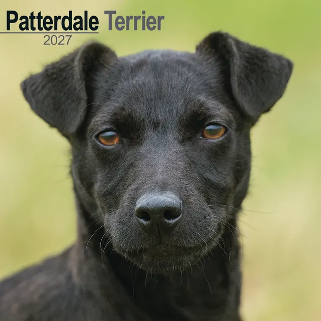 otter-house-patterdale-terrier-wandkalender-2027-hunde image 1