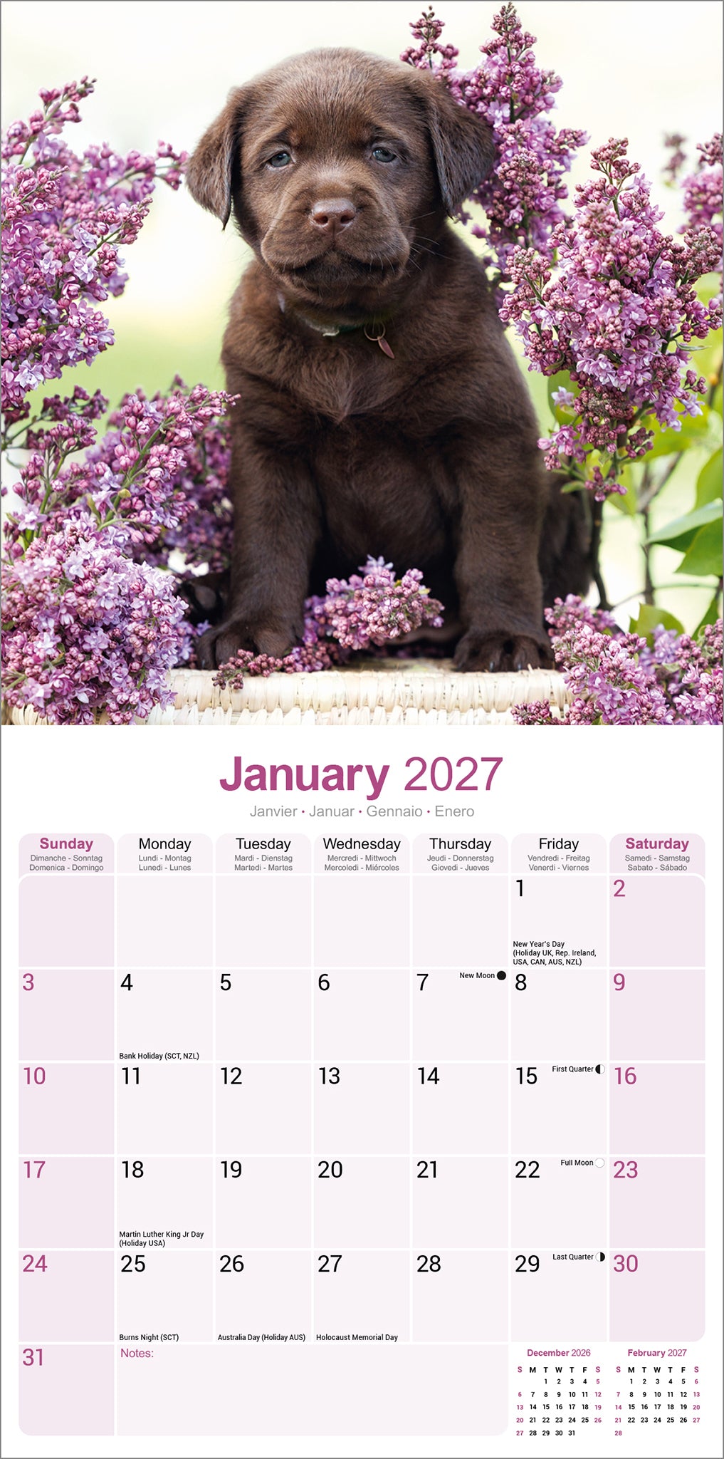 otter-house-labrador-wandkalender-2027-hunde-schoko image 3