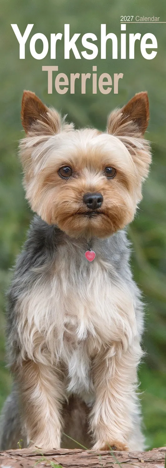 otter-house-yorkshire-terrier-slim-calendar-kalender-2027-hunde image 1