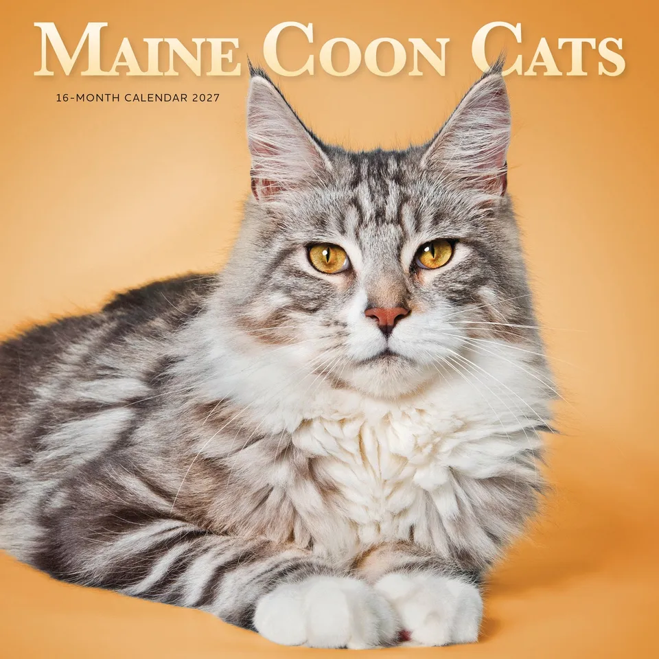 otter-house-maine-coon-cats-wandkalender-2027-katzen image 1