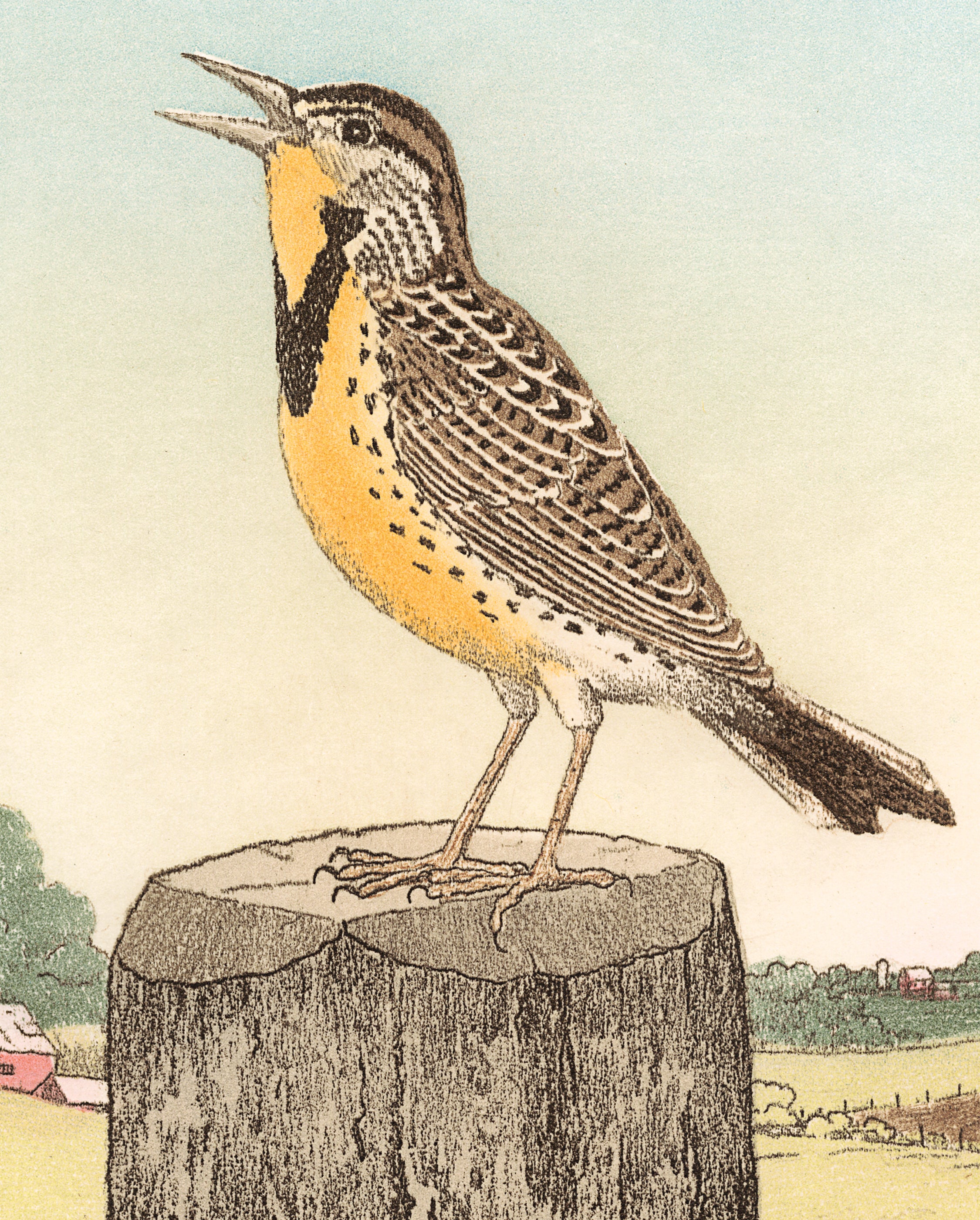 pomegranate-maurice-bebb-meadowlark-lesezeichen-vogel image 2