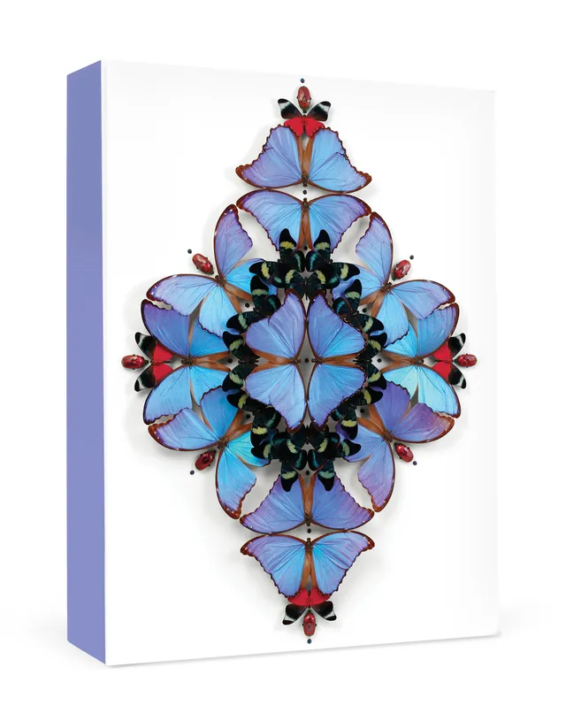 pomegranate-christopher-marley-sinfonietta-kartenbox-insekten-kunst image 1