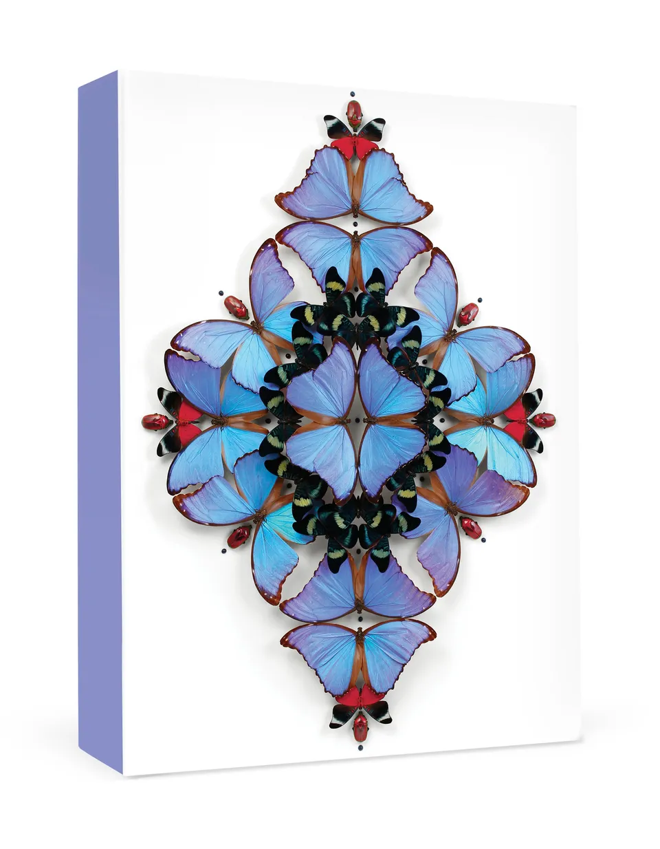 pomegranate-christopher-marley-sinfonietta-kartenbox-insekten-kunst image 1